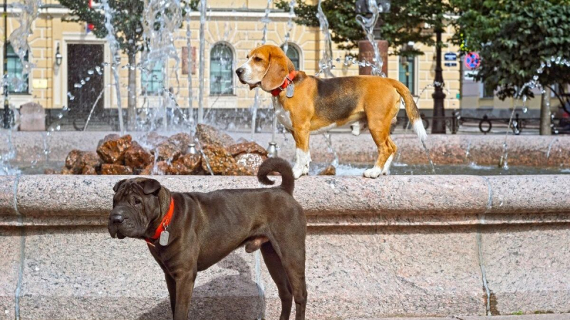 Не хотите сами &mdash; заставим законом: зачем власти готовятся ввести паспорта для собак