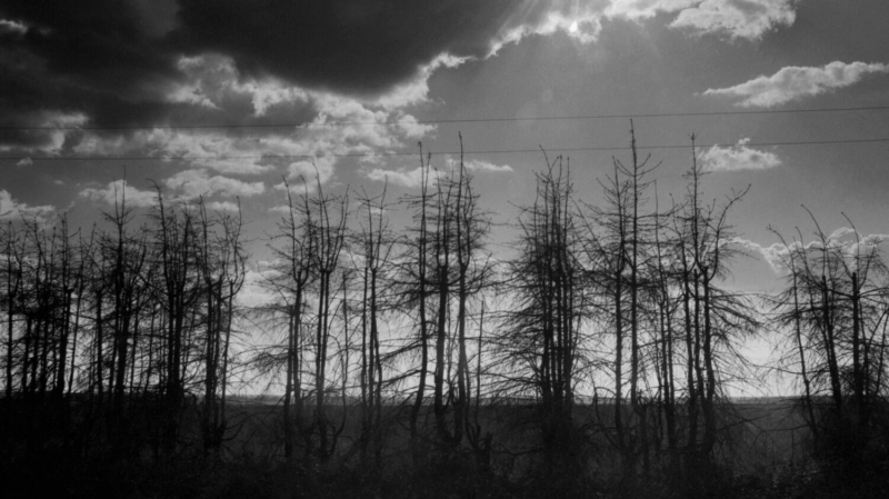 Засуха и новый неурожай. Почему власти не берегут сталинское наследие &mdash; лесополосы