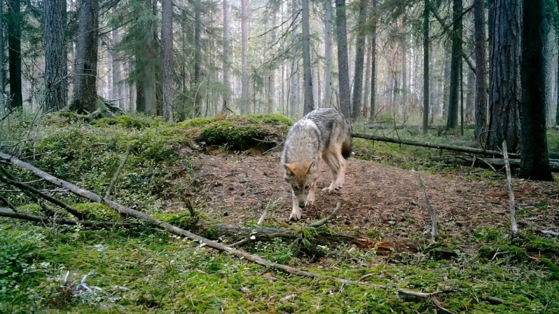 Под Петербургом средь бела дня заметили волка (фото)