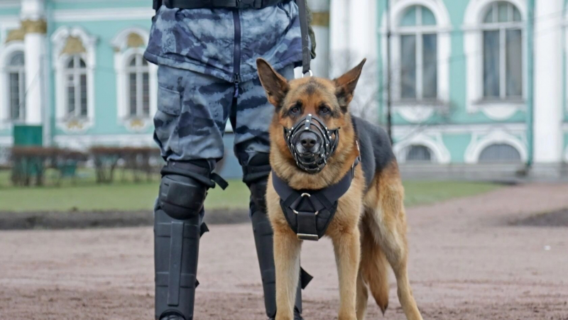 Собачьи законы. Как дело &laquo;писающего пса&raquo; раскололо москвичей на два лагеря